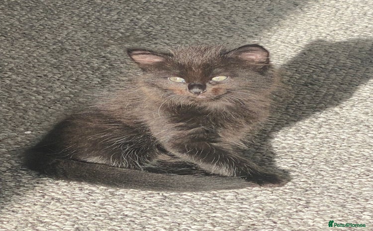 Mixed Breed cats - Advert 1