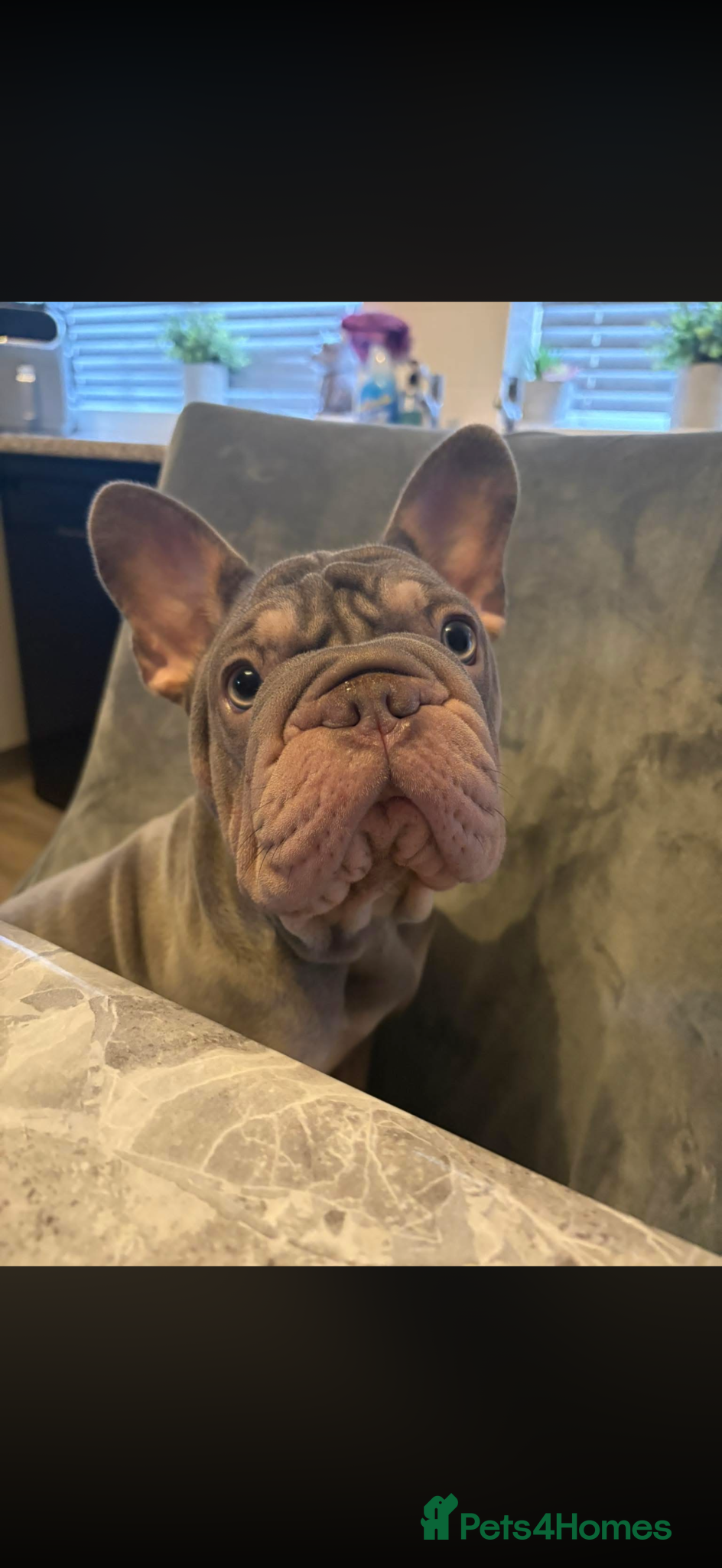 French Bulldog dogs Beautiful well loved babies  - Advert 3