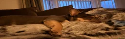 French Bulldog dogs for sale: 5 Year old French Bulldog - Advert 12