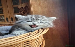 British Longhair cats for sale: British Longhair full pedigree - Advert 4