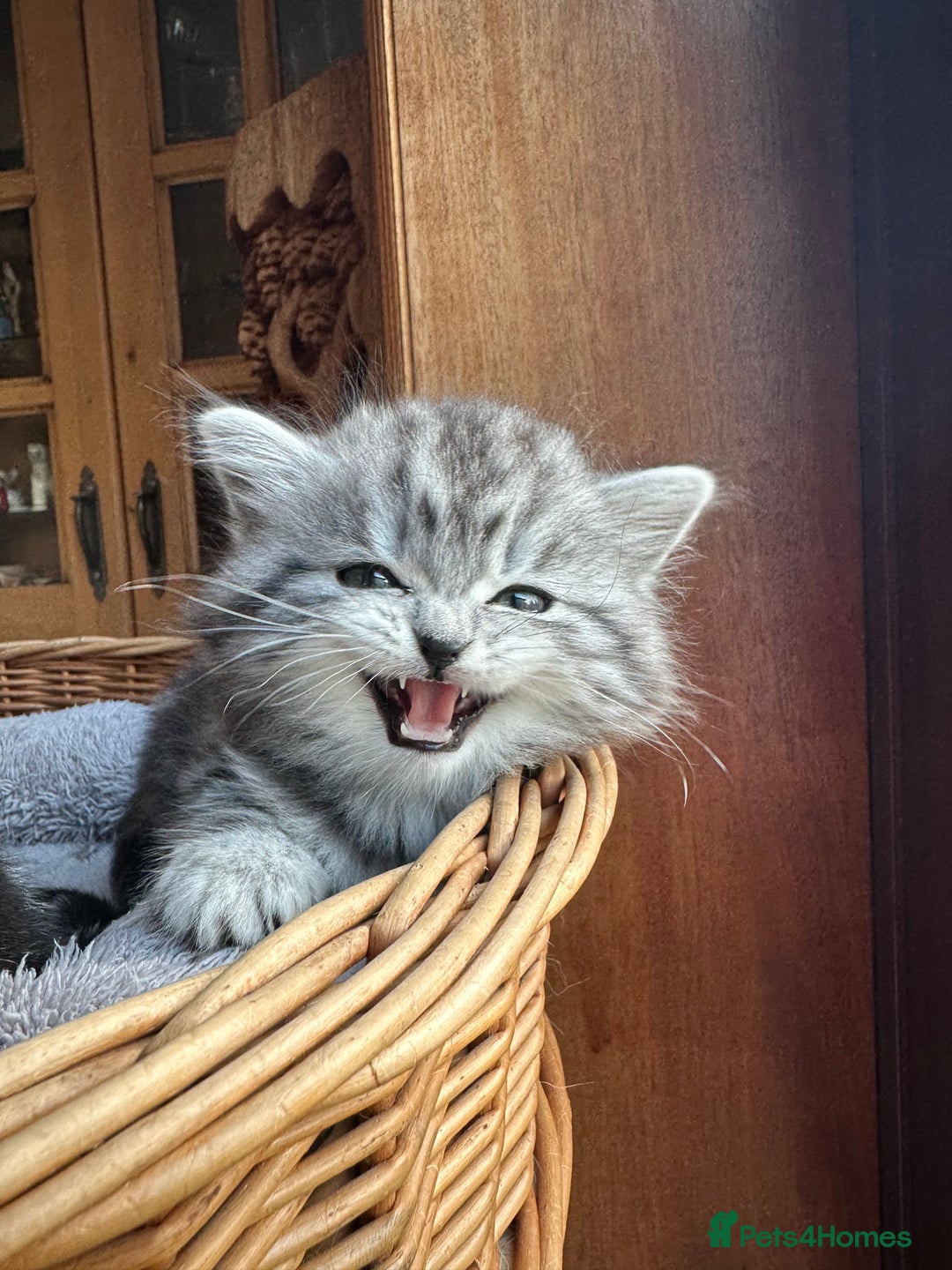 British Longhair cats for sale: British Longhair full pedigree - Advert 4