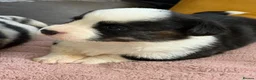 Welsh Corgi Cardigan dogs for sale: Stunning litter of Welsh cardigan corgi puppies  - Advert 10