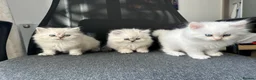Persian cats for sale: Pedigree Persian Himalayan Kittens - Advert 7