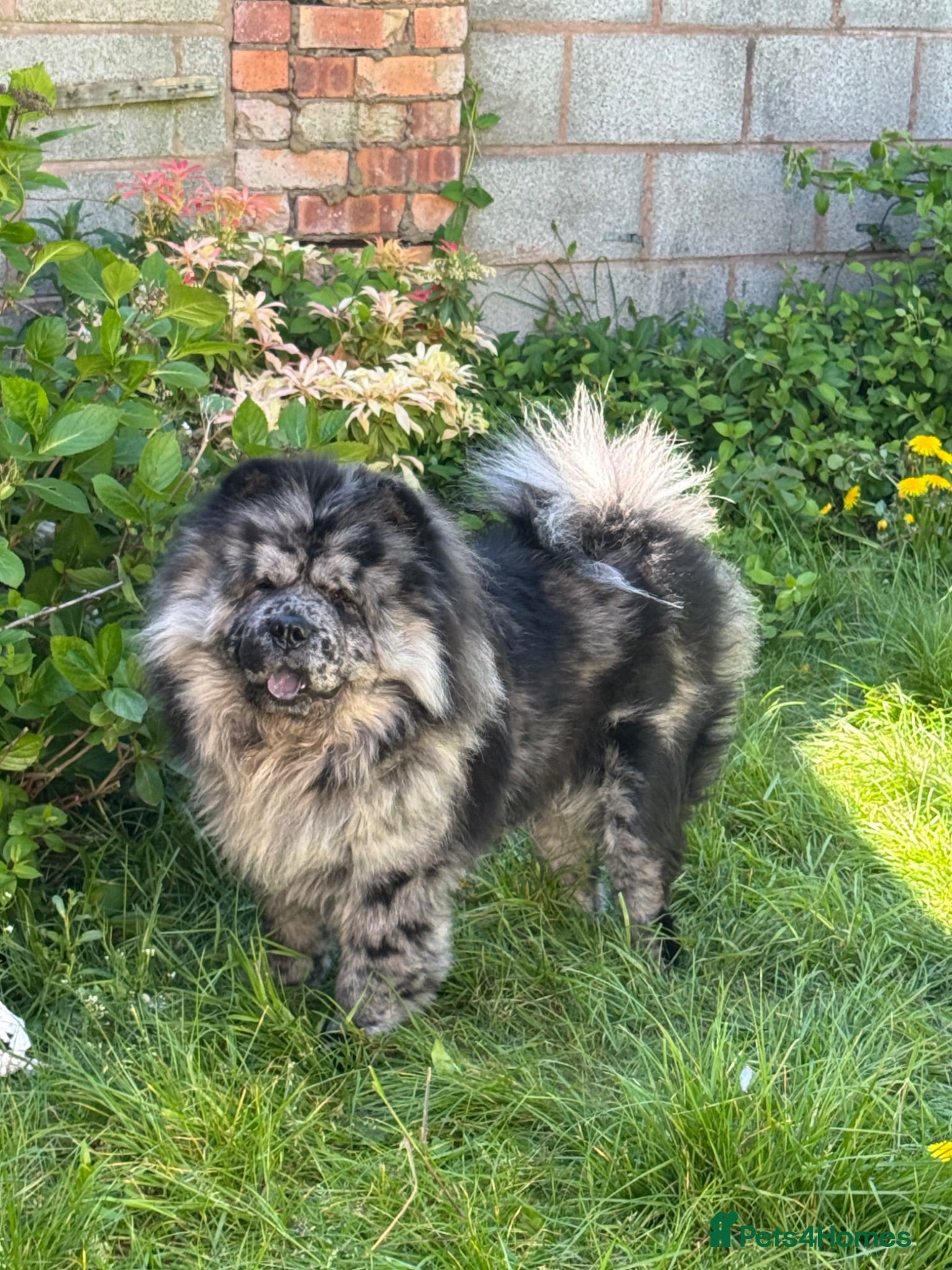 Chow Chow dogs Zoro - Black Merle carrying blue & choc - Advert 1