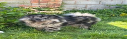 Chow Chow dogs for stud: Zoro - Black Merle carrying blue & choc - Advert 1