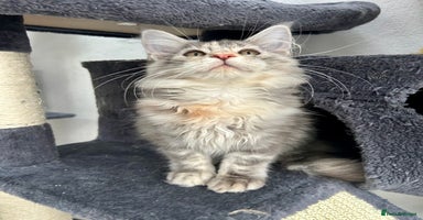 Maine Coon cats - Advert 4