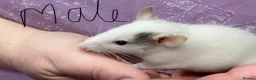 Rat rodents for sale: Baby rats - Advert 4
