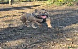 Mixed Breed dogs for sale: 💕 Ivy-Old Tyme Bulldog × American Bulldog 💕 - Image 4