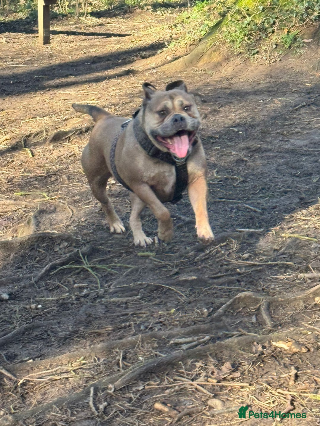 Mixed Breed dogs for sale: 💕 Ivy-Old Tyme Bulldog × American Bulldog 💕 - Image 4