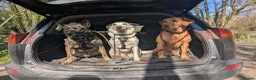 German Shepherd dogs for sale: Adoption! 6yo neutered female GSD mix for rehoming - Advert 4