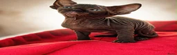 Sphynx cats for sale: Canadian sphynx kittens  - Advert 26