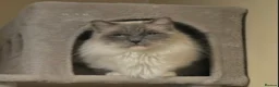 Ragdoll cats for sale: GCCF registers adult blue mitted female - Advert 6