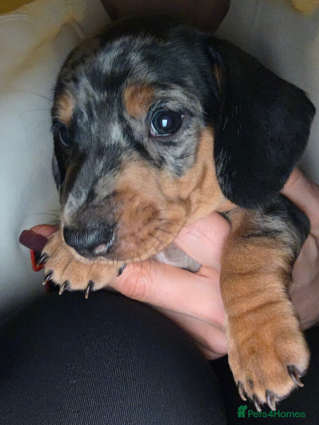Dachshund dogs for sale: Standard Dachshund Puppies - Advert 16