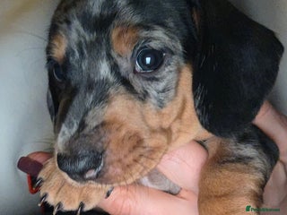 Dachshund dogs Standard Dachshund Puppies - Advert 5