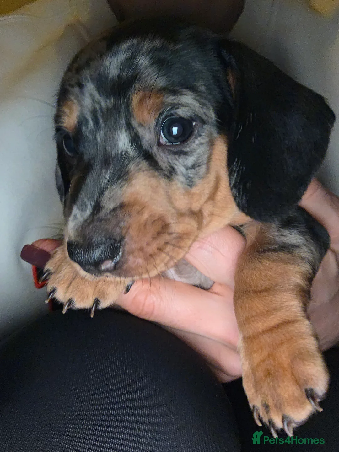 Dachshund dogs for sale: KC Standard Dachshund Puppies - Advert 17