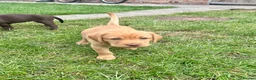 Labrador Retriever dogs for sale: KC Registered Labrador Puppies - Advert 13