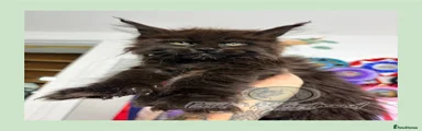 Maine Coon 4