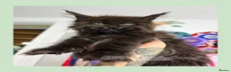 Maine Coon cats for sale: Family Raised Russian Maine Coons  - Advert 17