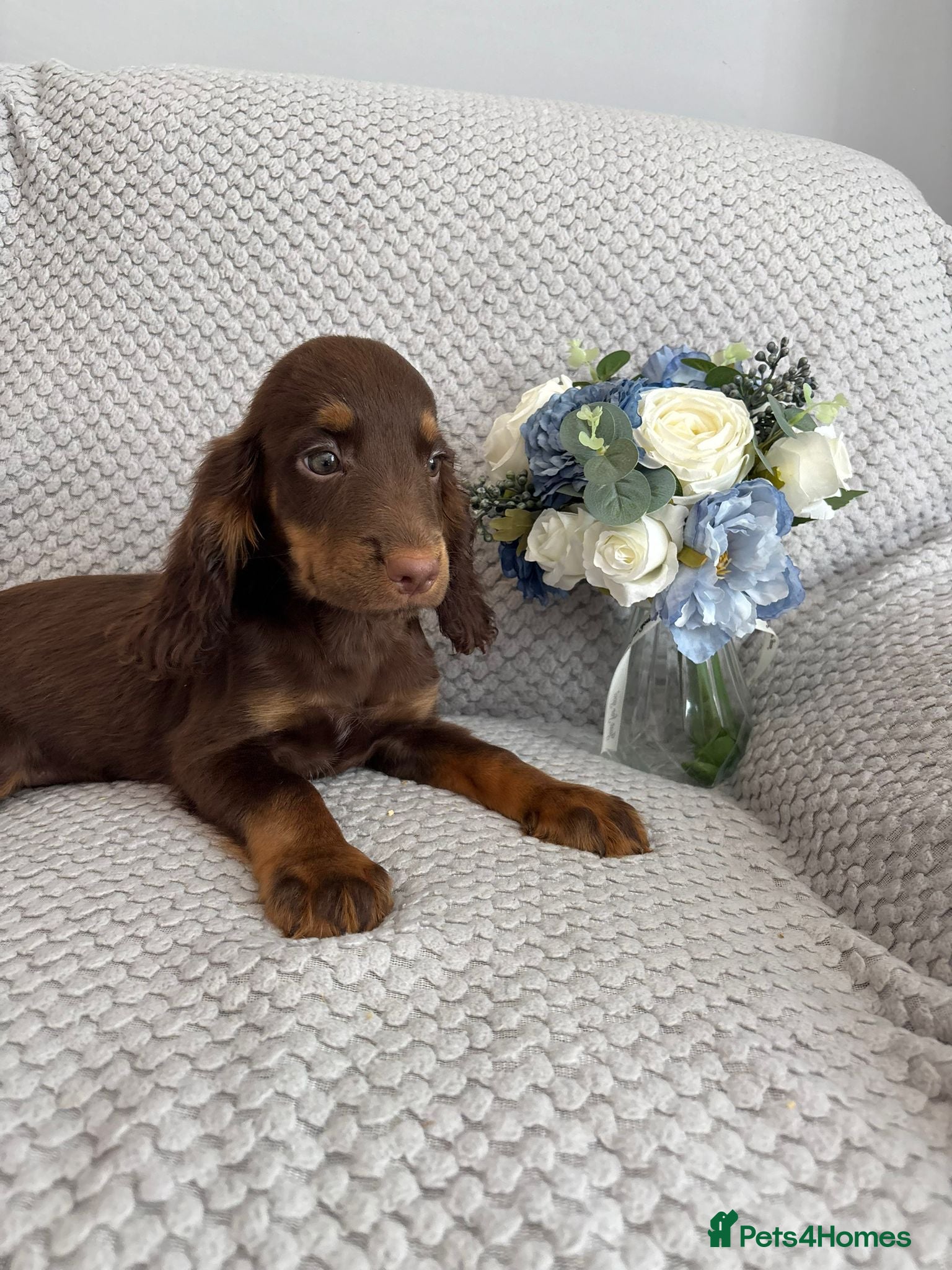 Cocker Spaniel dogs Cocker Spaniel Last Boy Fully Vaccinated Ready Now - Advert 4