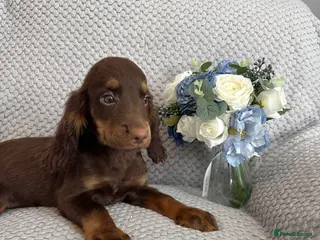 Cocker Spaniel dogs Cocker Spaniel Last Boy Fully Vaccinated Ready Now - Advert 4