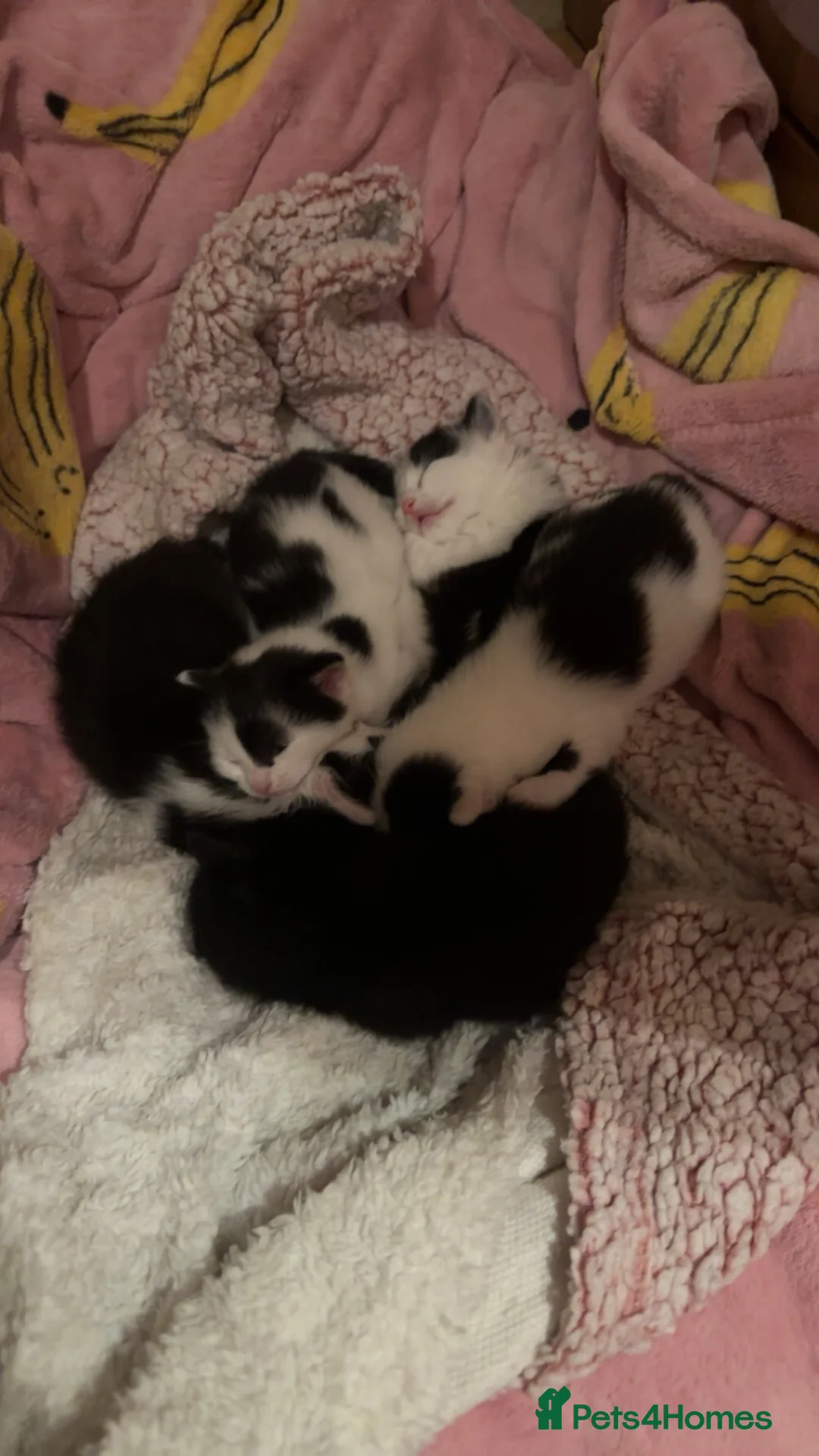 Siamese cats for sale: Little of 5 kittens quarter of Siamese in Dundee - Advert 2