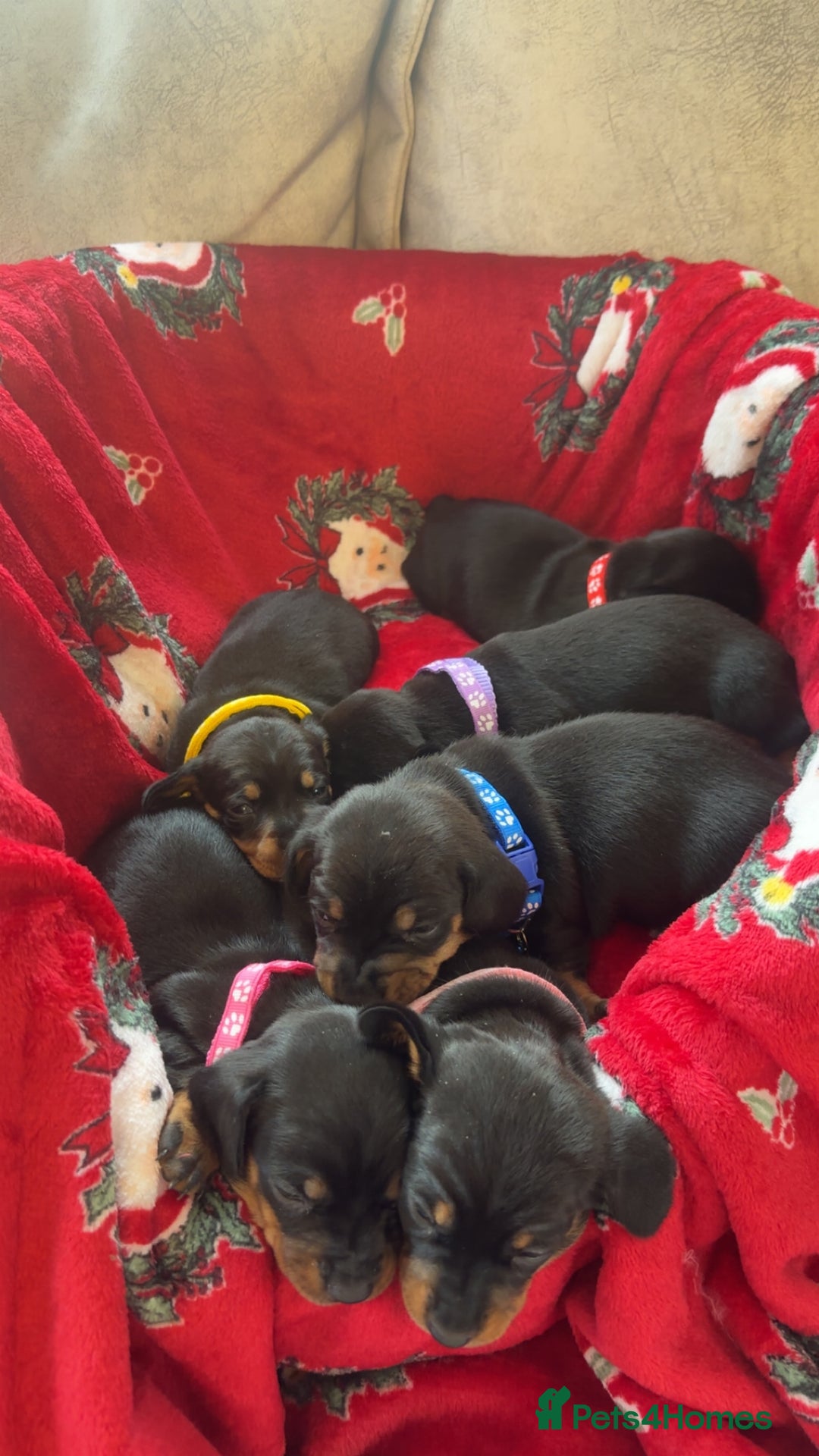 Dachshund dogs for sale: Lovely little Dashound puppies - Advert 3