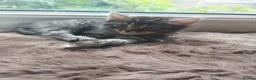 Mixed Breed cats for sale: Beautiful kittens ready now  - Advert 8