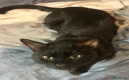 Bengal cats for sale: £100 if collected today MELANISTIC  - Image 1