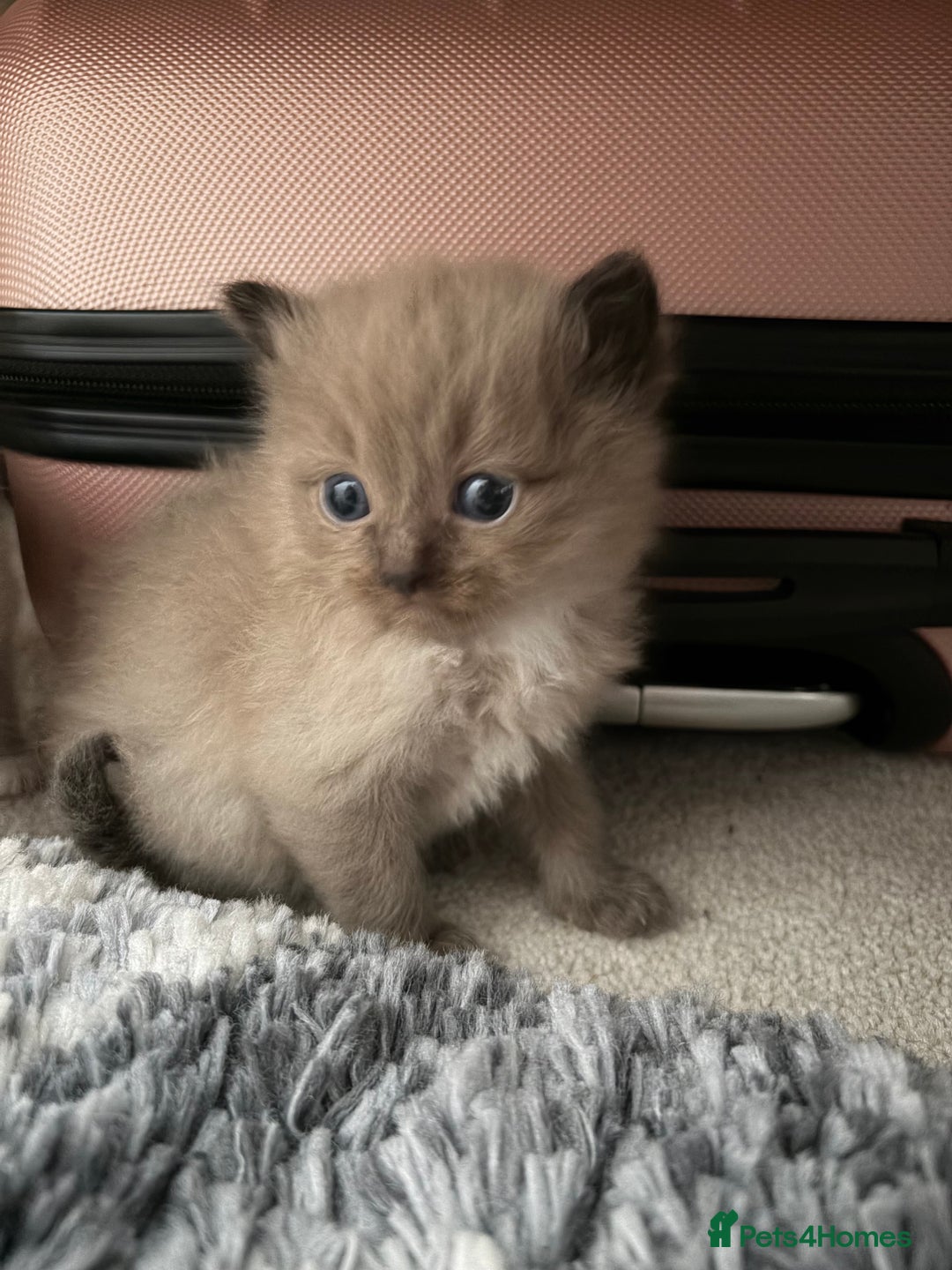 Ragdoll cats for sale: Beautiful Ragdoll Kittens For Sale  - Advert 3