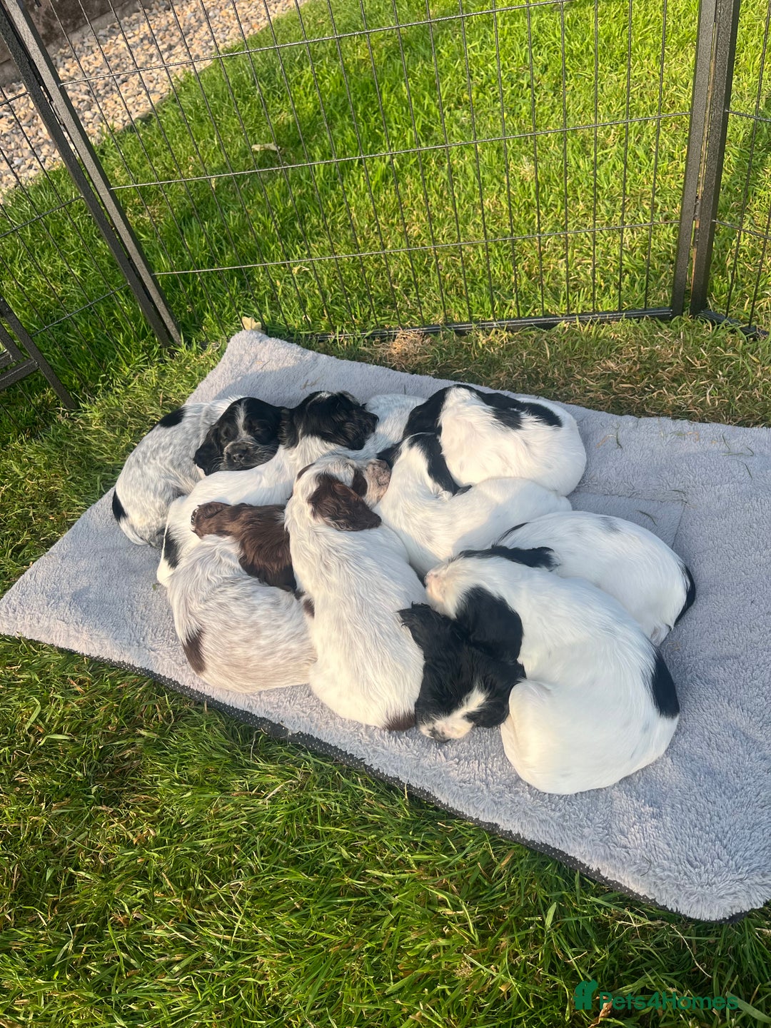 Cocker Spaniel dogs for sale: Stunning KC health tested Cocker pups  - Image 11