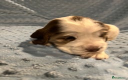 Cocker Spaniel dogs for sale: Exceptional KC registered Show Cocker Spaniels  - Image 14