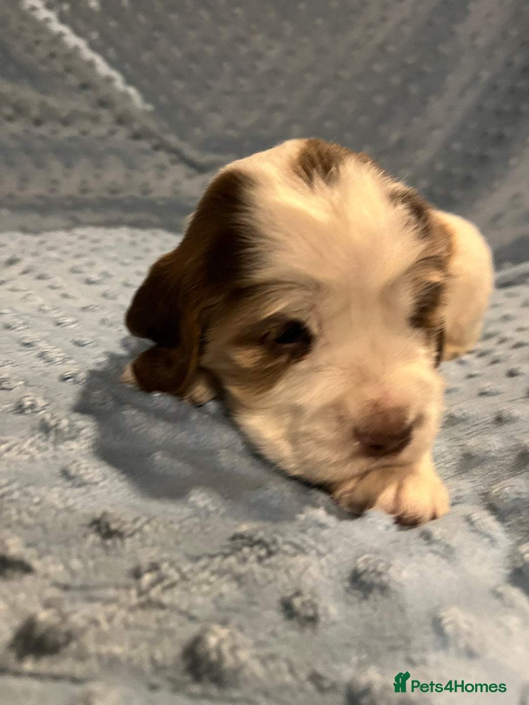 Cocker Spaniel dogs for sale: Exceptional KC registered Show Cocker Spaniels  - Image 14