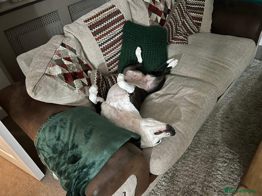 Staffordshire Bull Terrier dogs for sale: Fifi  - Advert 18