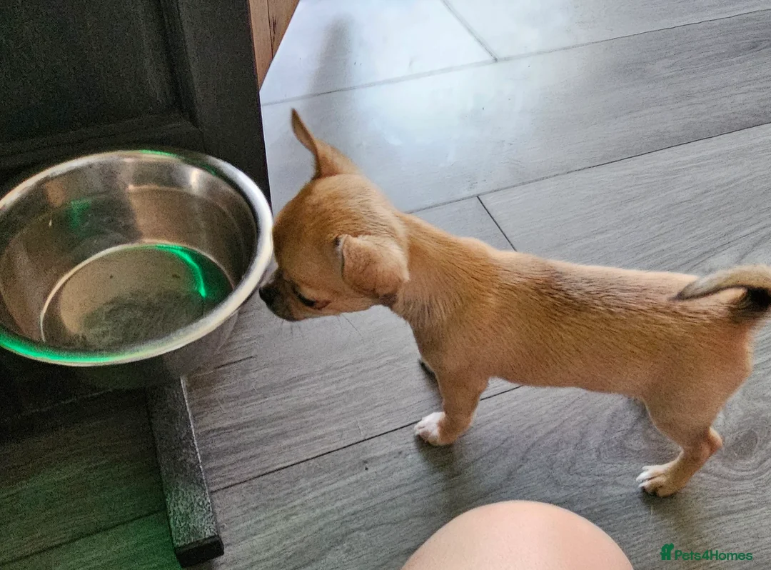 Chihuahua dogs for sale: Chiuahuah pups......lilac merle, fawn, white brown - Advert 16