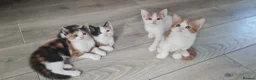 Mixed Breed cats for sale: Little kittens - Advert 2