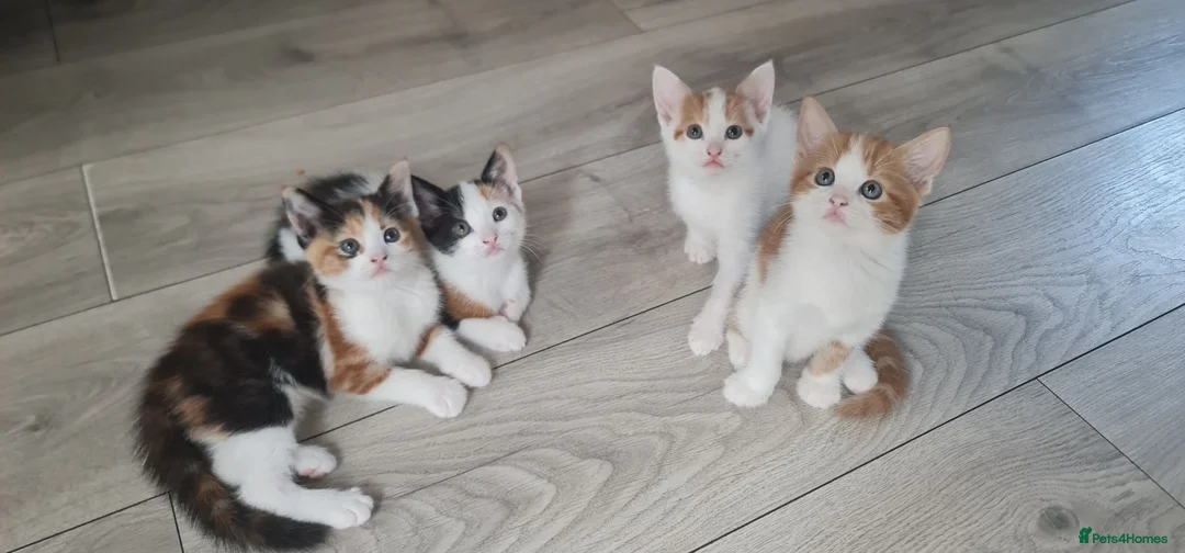 Mixed Breed cats for sale: Little kittens - Advert 2