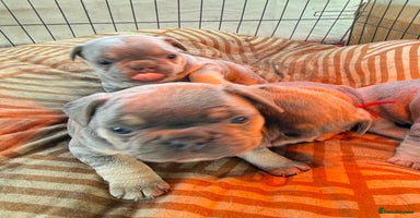 French Bulldog dogs - Advert 10