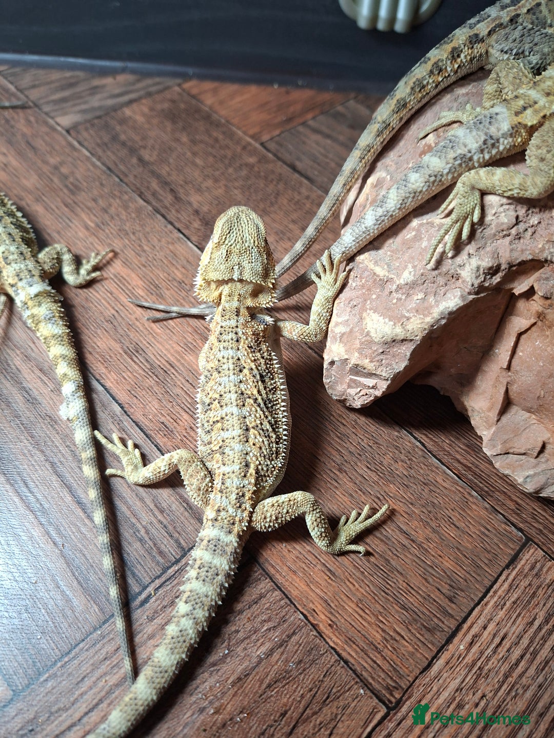 Bearded Dragon reptiles for sale: Baby bearded dragons - Image 4