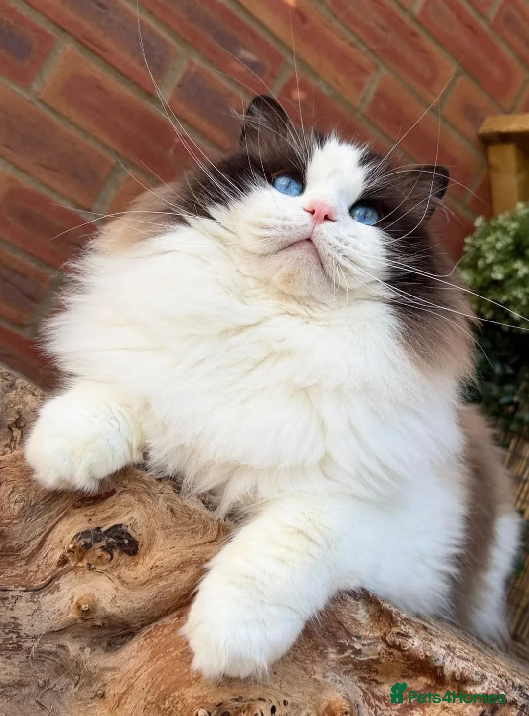 Ragdoll cats for sale: 5 amazing European babies.  Tica registered  - Advert 30