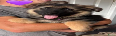 Purple Collar Female