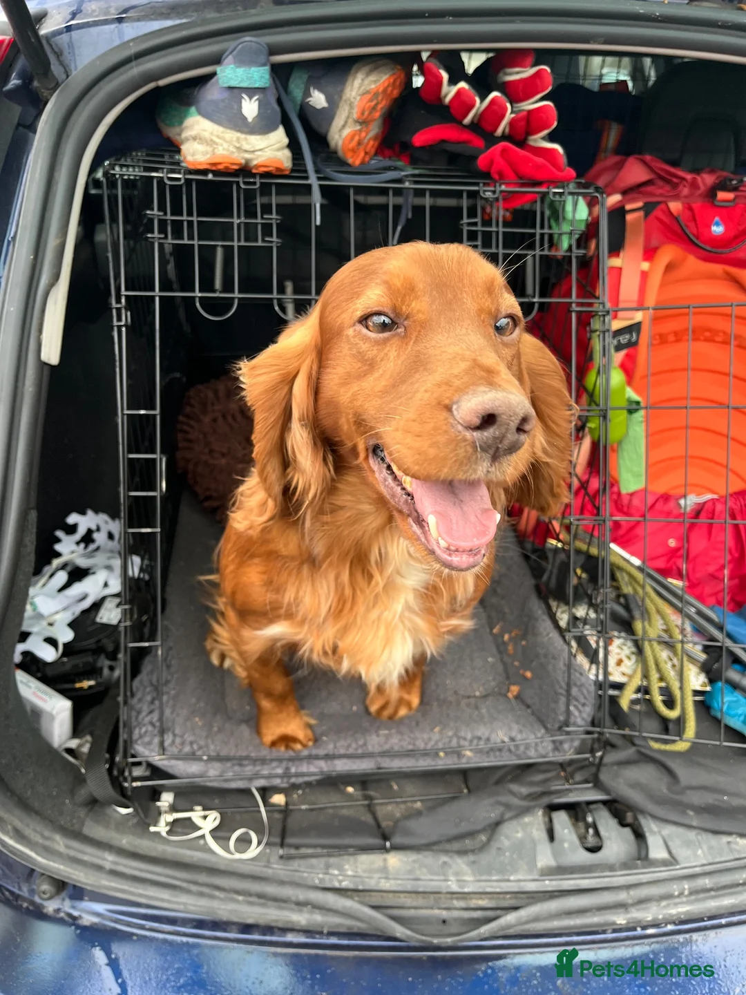 Cocker Spaniel dogs for stud: Red working cocker spaniel available for stud - Advert 7