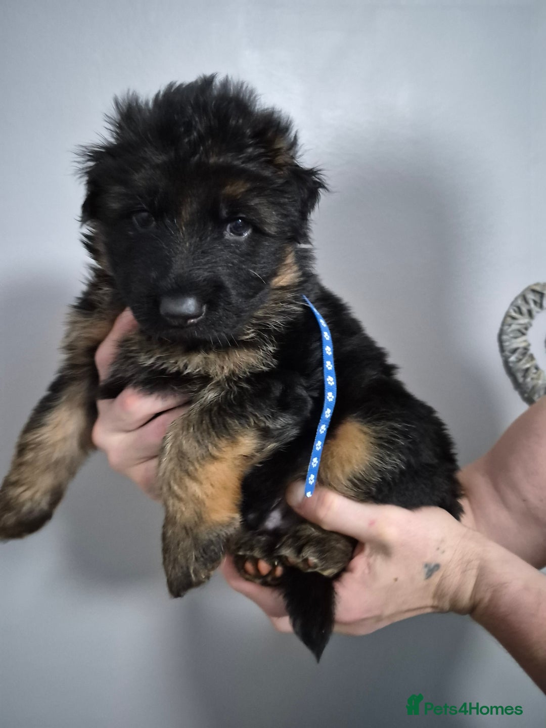 German Shepherd dogs for sale: German Shepherd  - Advert 4