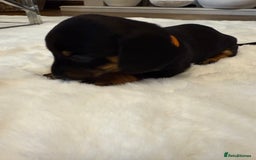 Dachshund dogs for sale: Dachshunds for sale   - Image 26