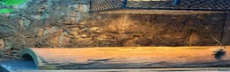 Leopard Gecko reptiles for sale: Leopard gecko and full set up  in Leicester - Advert 11