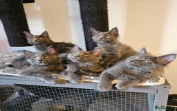 Maine Coon cats for sale: 🔥*Stunning Litter of 8💎Solid Blue Maine Coon*🔥  - Image 20