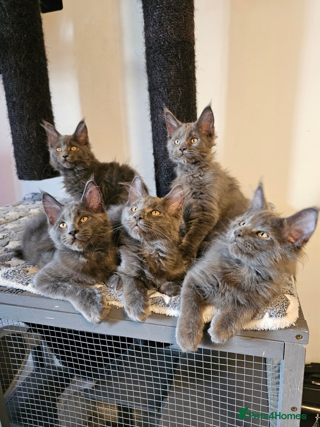 Maine Coon cats for sale: 🔥*Stunning Litter of 8💎Solid Blue Maine Coon*🔥  - Image 20