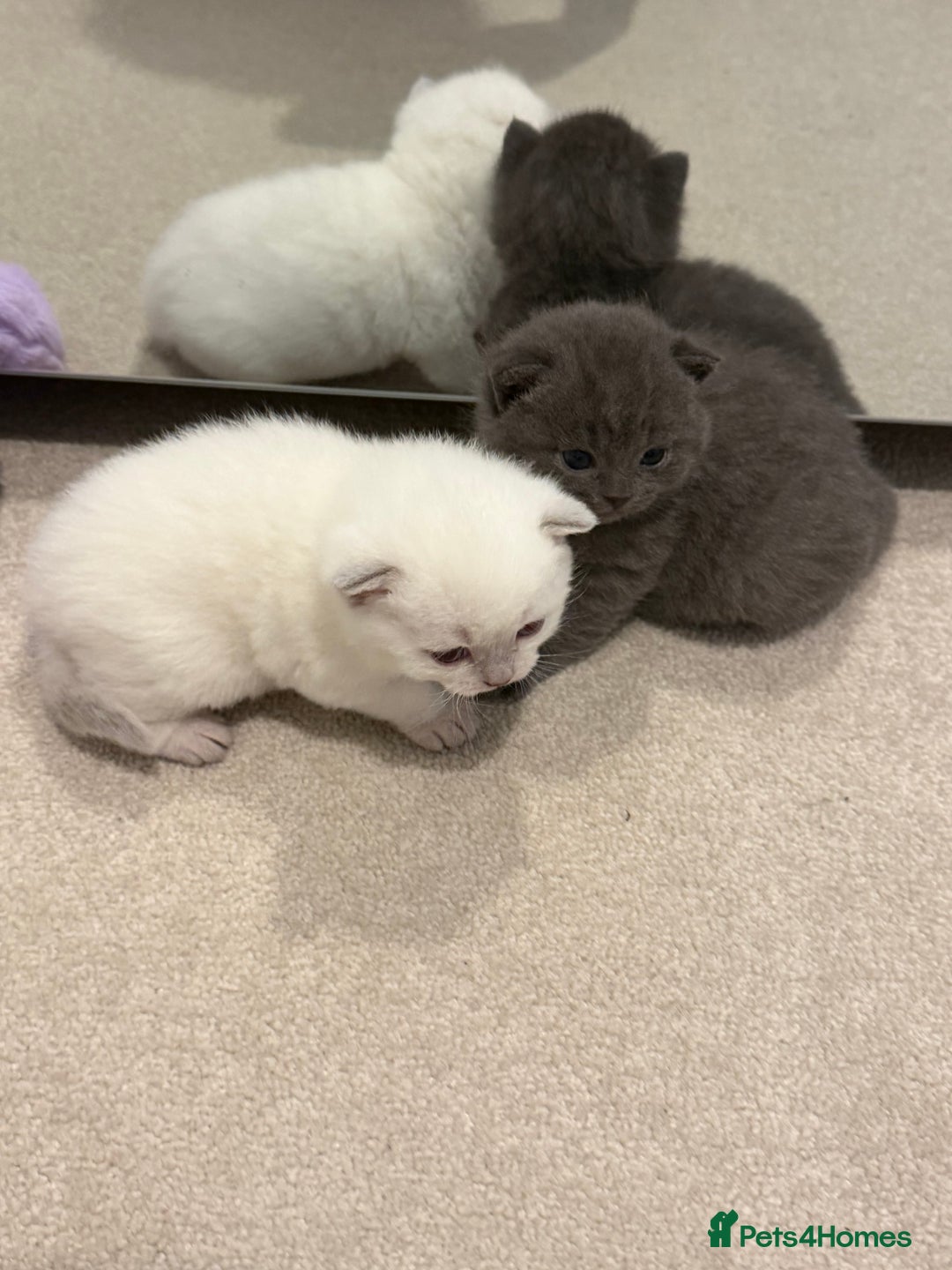 British Shorthair cats for sale: British Shorthair vs Scottish Fold  - Advert 3