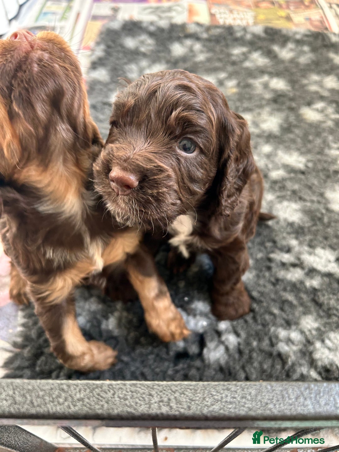 Cocker Spaniel dogs for sale: Beautiful cocker spaniel pups  - Advert 7