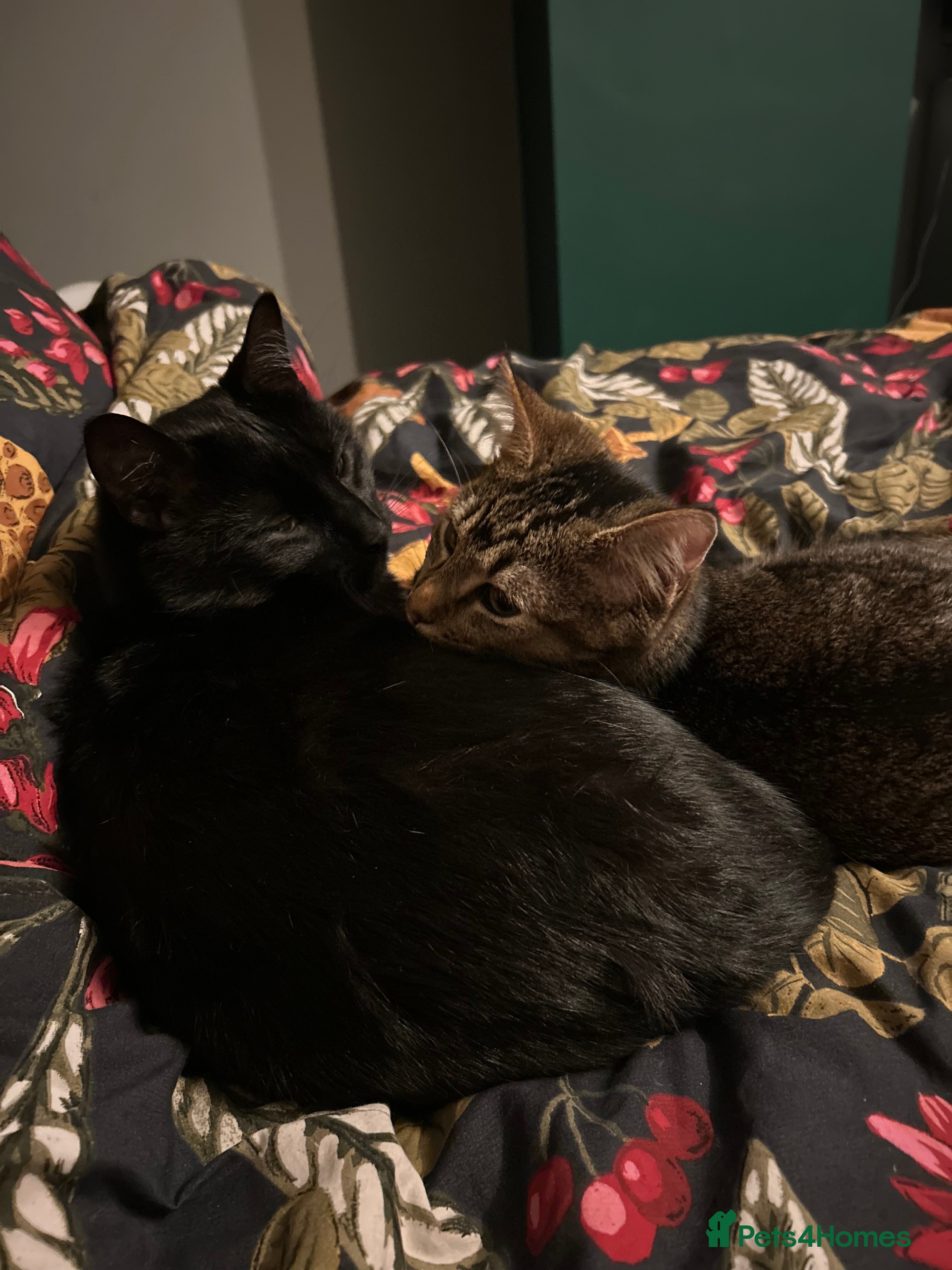 Mixed Breed cats Mischief and Storm - Advert 2