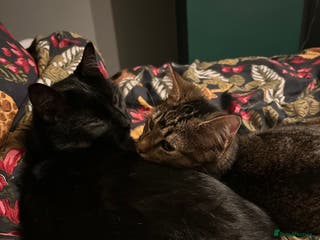 Mixed Breed cats Mischief and Storm - Advert 7